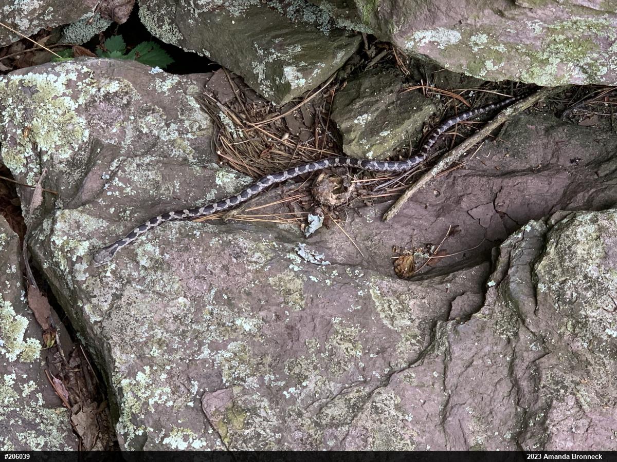 Eastern Ratsnake