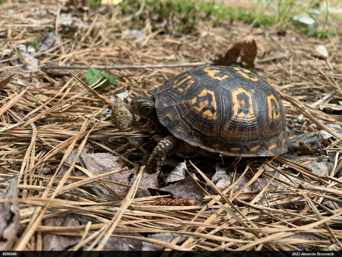 Eastern Box Turtle