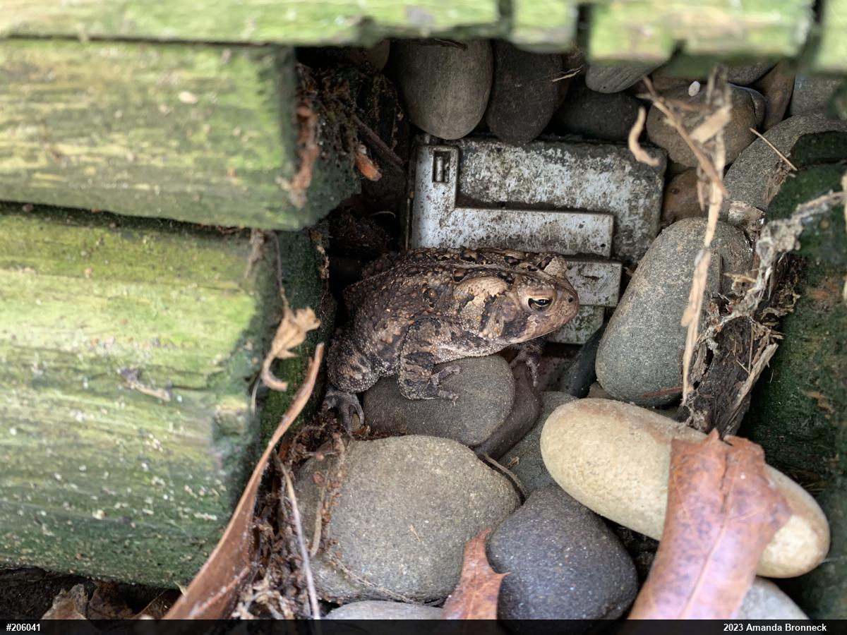Eastern American Toad