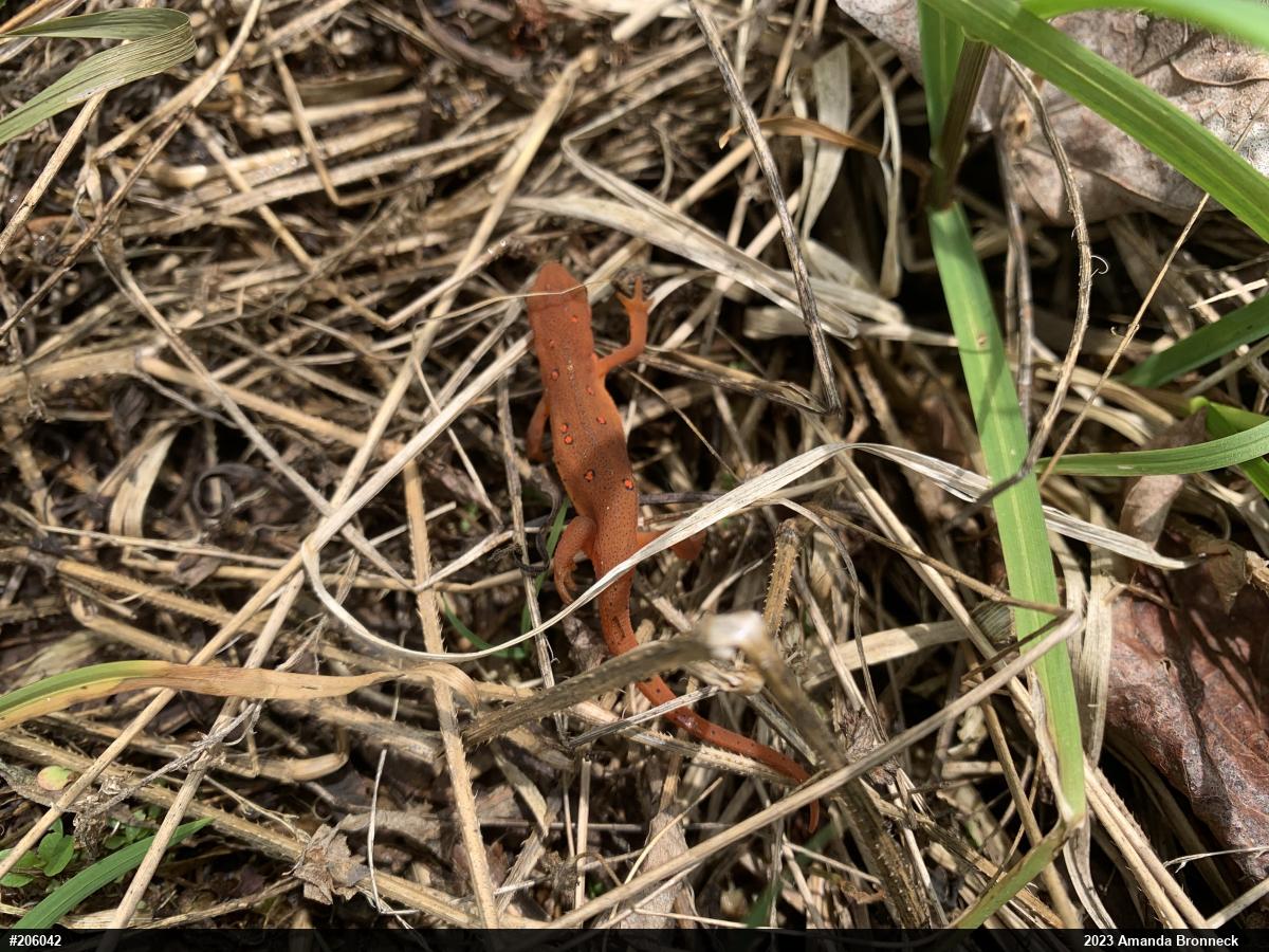 Red-spotted Newt