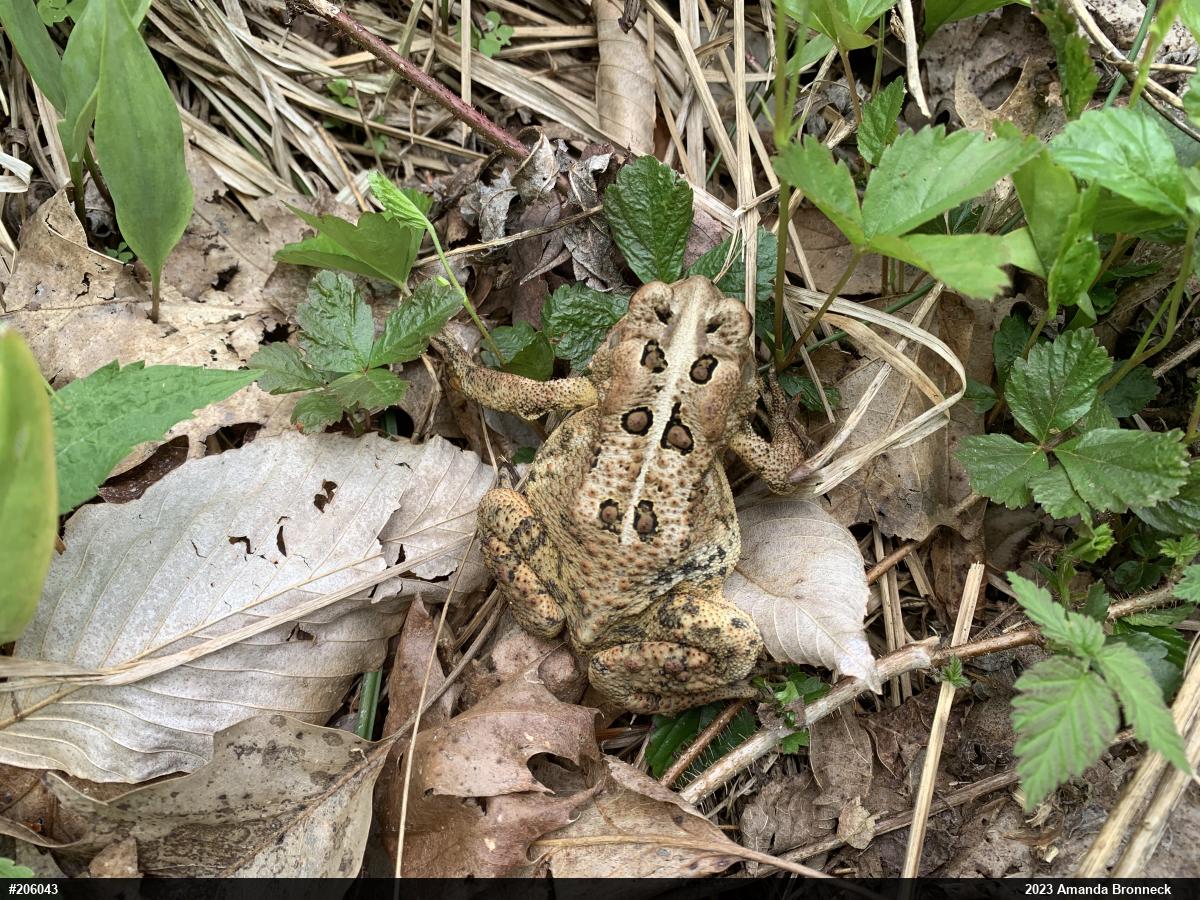 Eastern American Toad