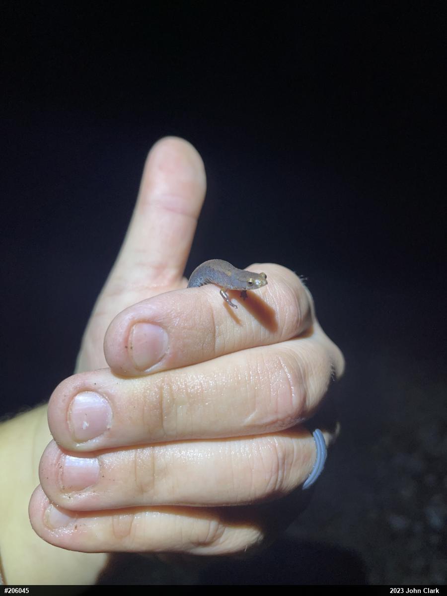 Four-toed Salamander