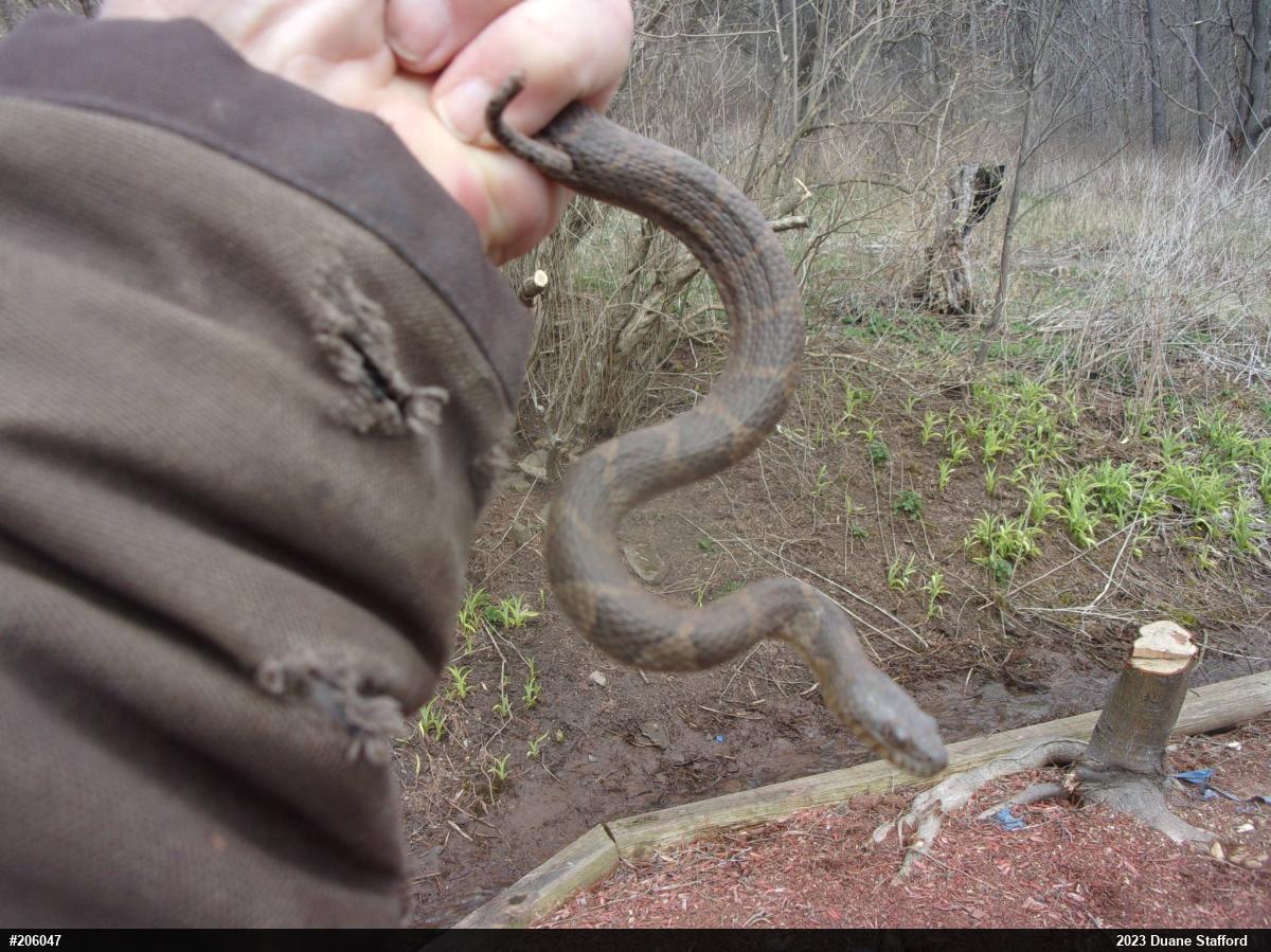 Northern Watersnake