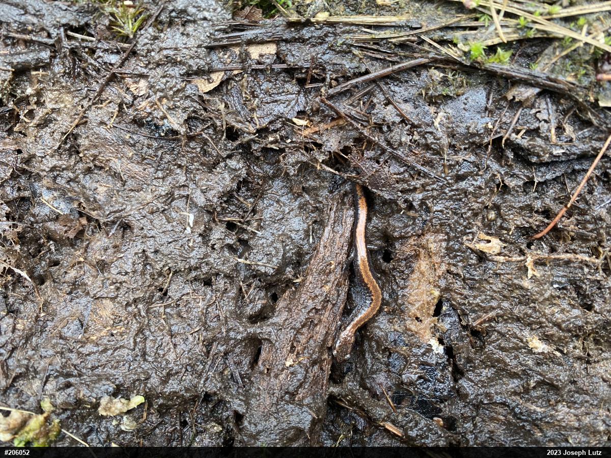 Eastern Red-backed  Salamander