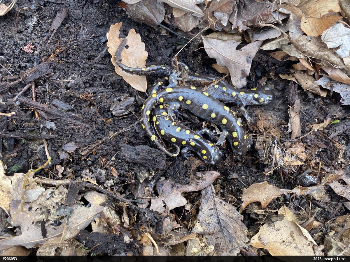 Spotted Salamander