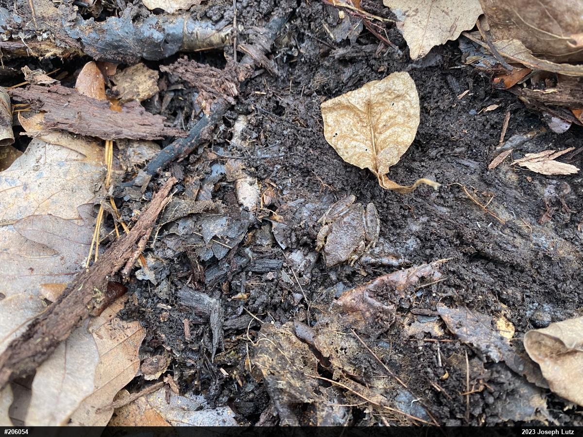 Spring Peeper