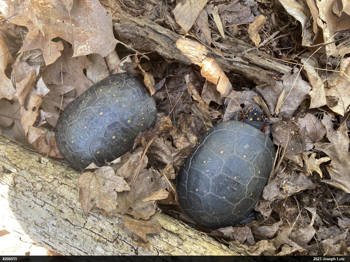 Spotted Turtle