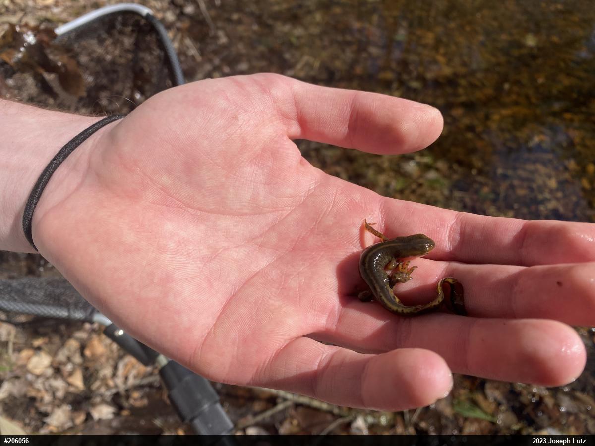 Red-spotted Newt