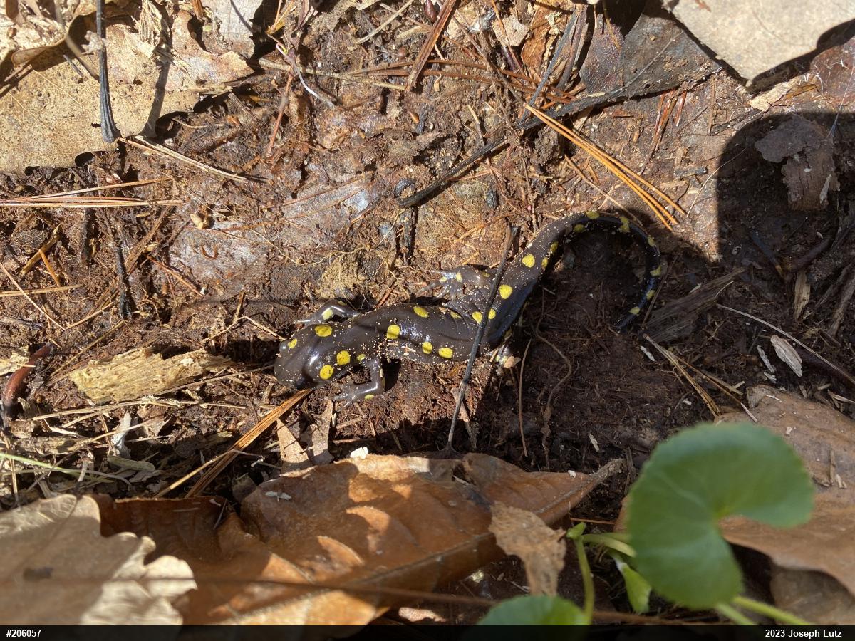 Spotted Salamander