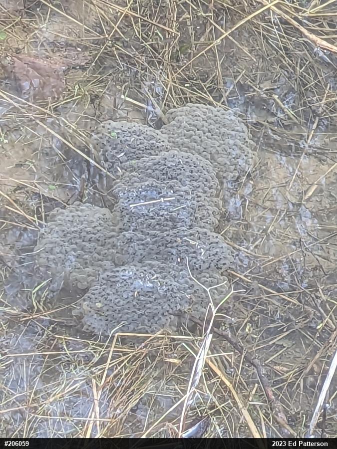 Wood Frog