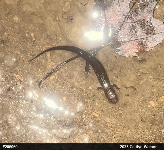 Dusky Salamanders