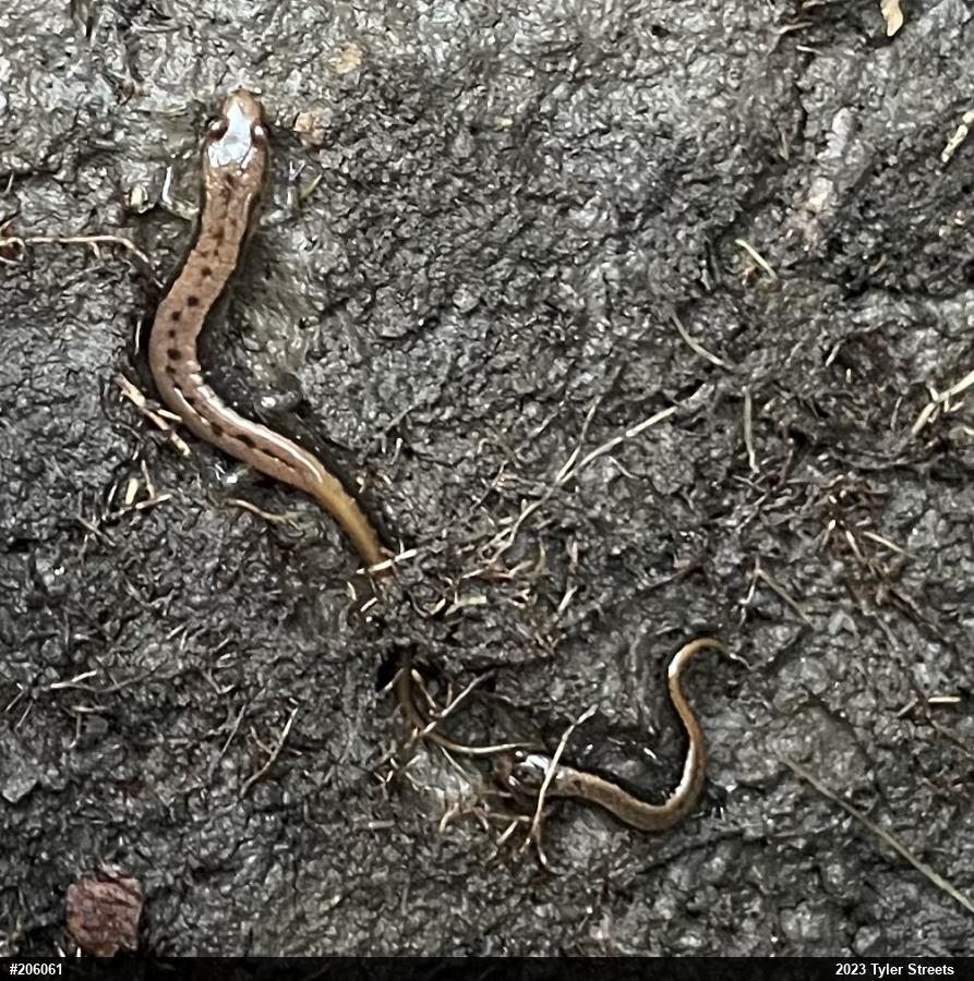 Allegheny Mountain Dusky Salamander