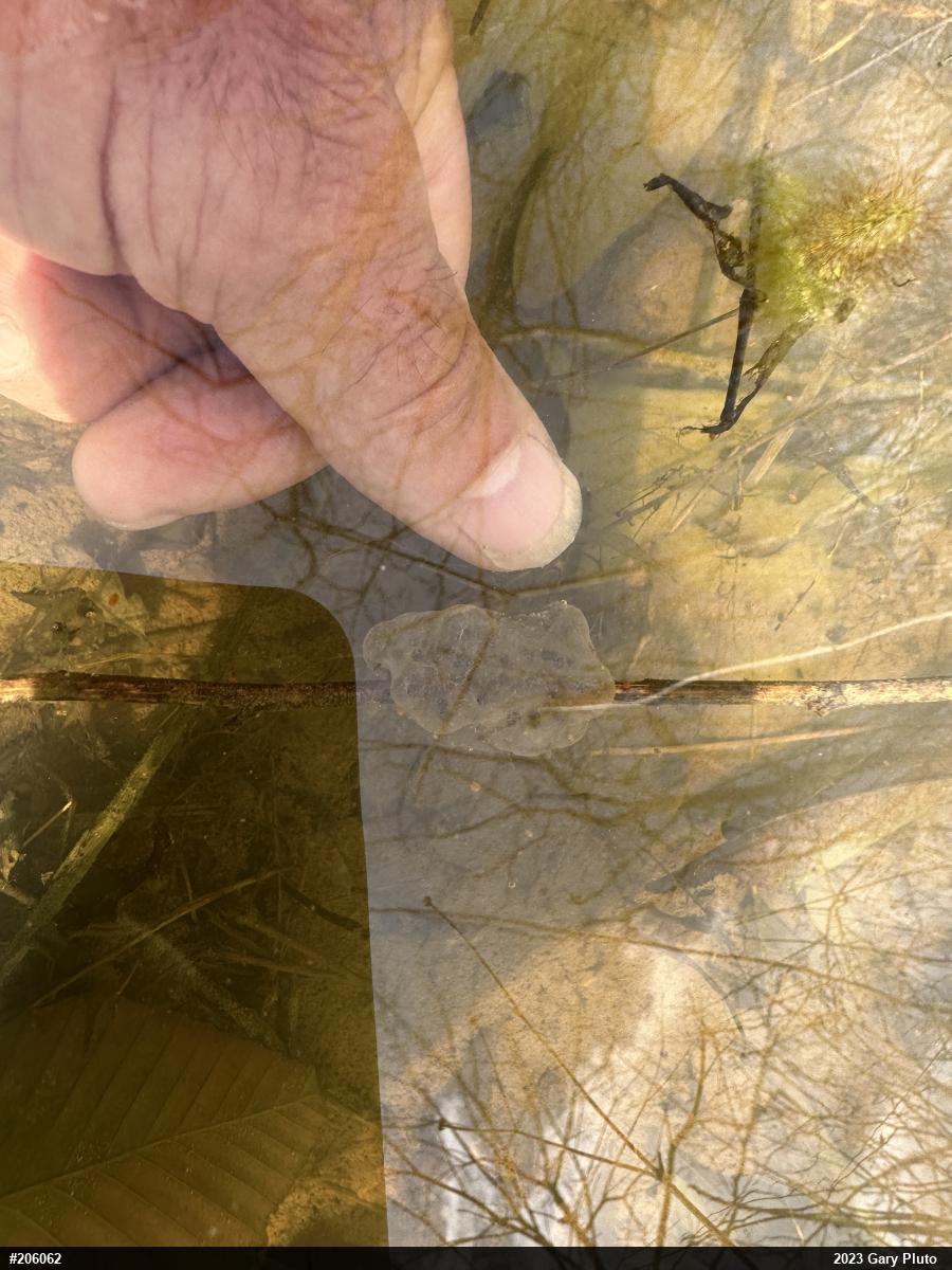 Mountain Chorus Frog