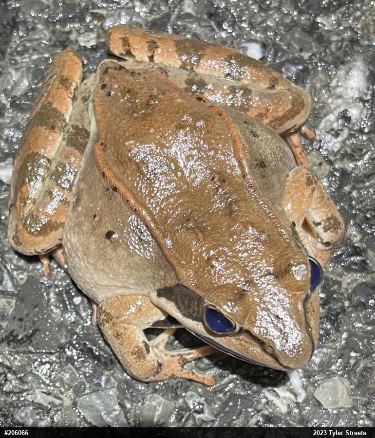 Wood Frog