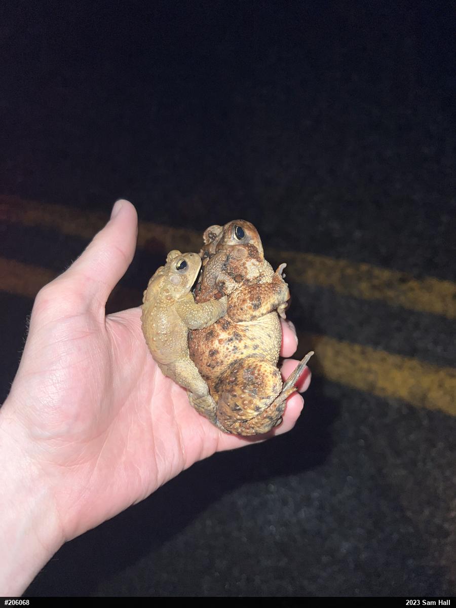 Eastern American Toad