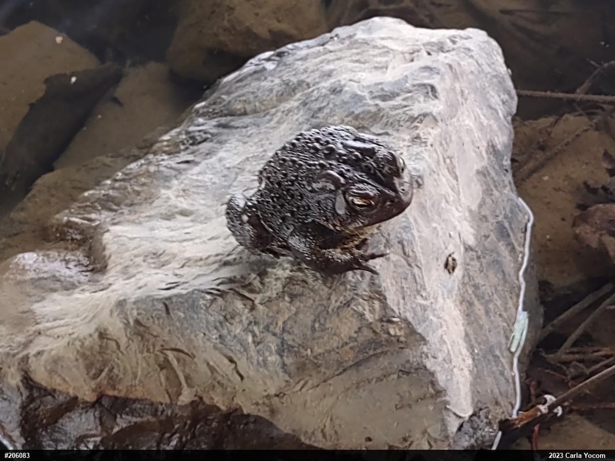 Eastern American Toad