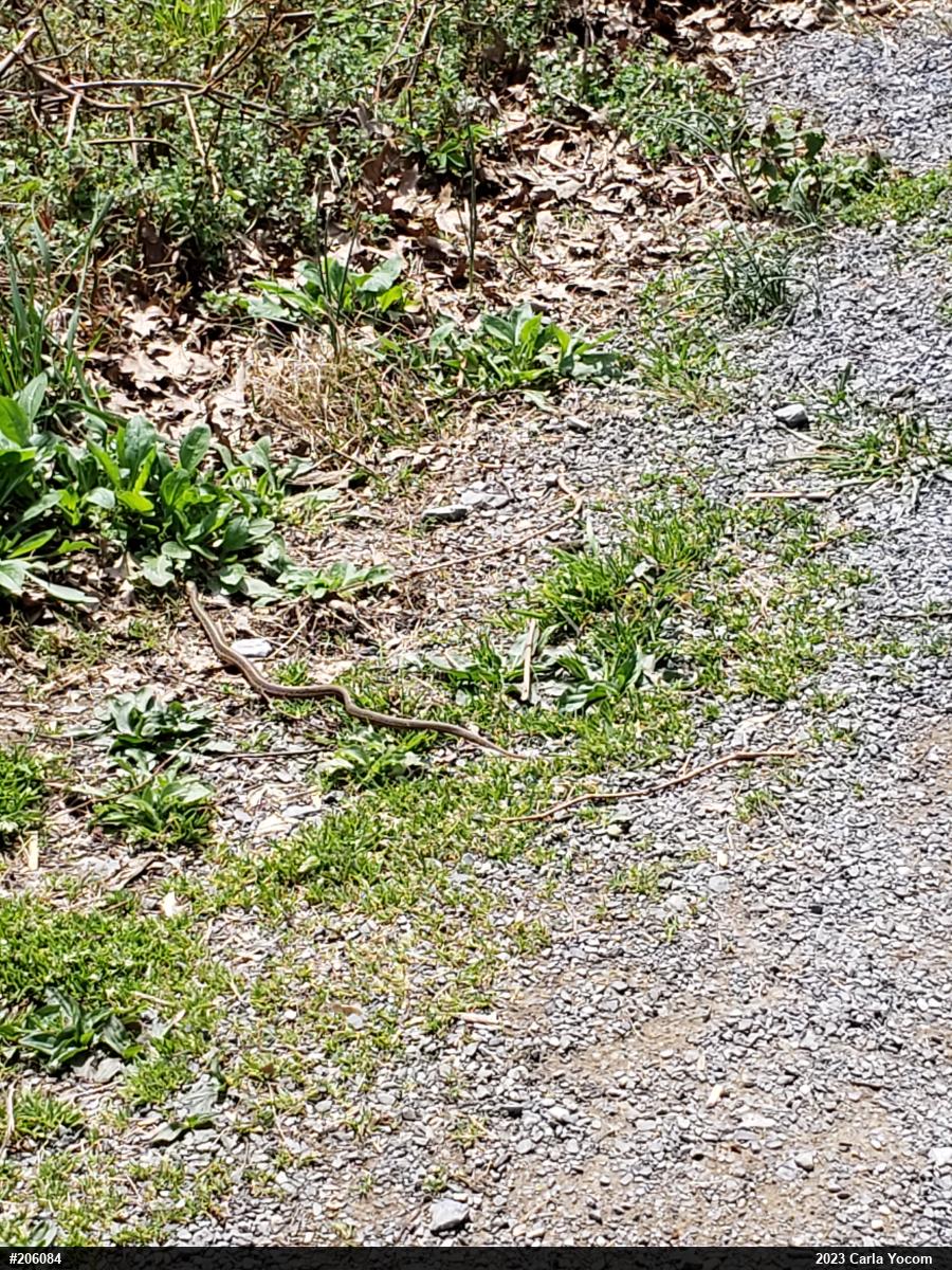 Eastern Gartersnake