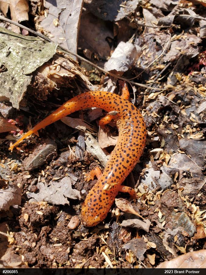 Northern Red Salamander