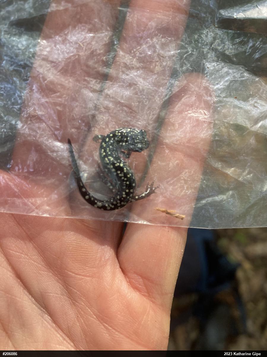Northern Slimy Salamander