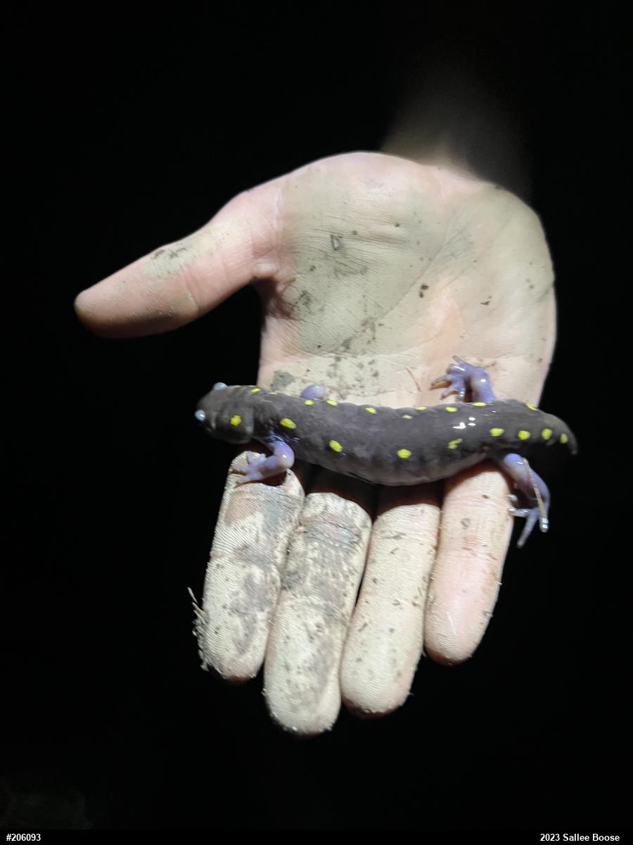 Spotted Salamander