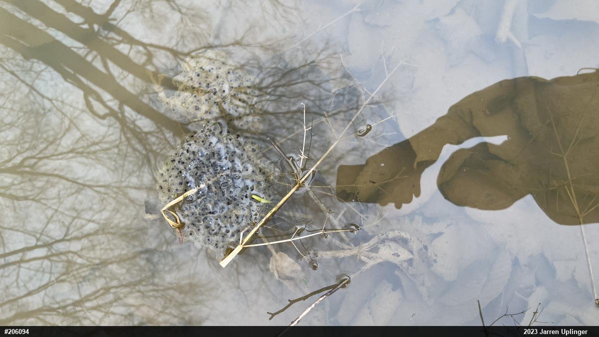 Wood Frog