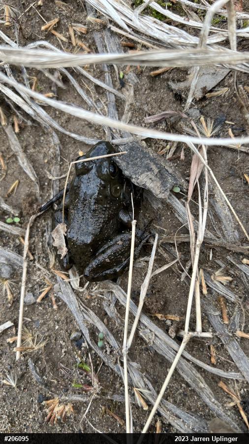 American Bullfrog