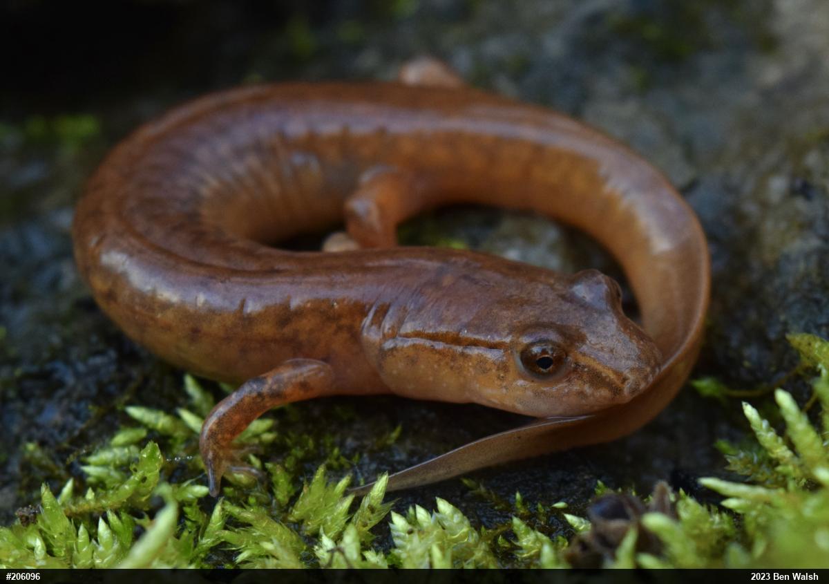 Northern Spring Salamander