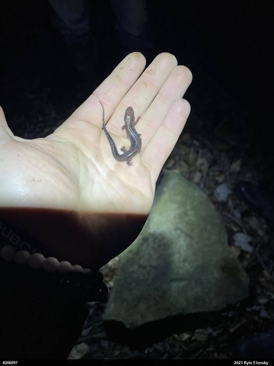 Allegheny Mountain Dusky Salamander