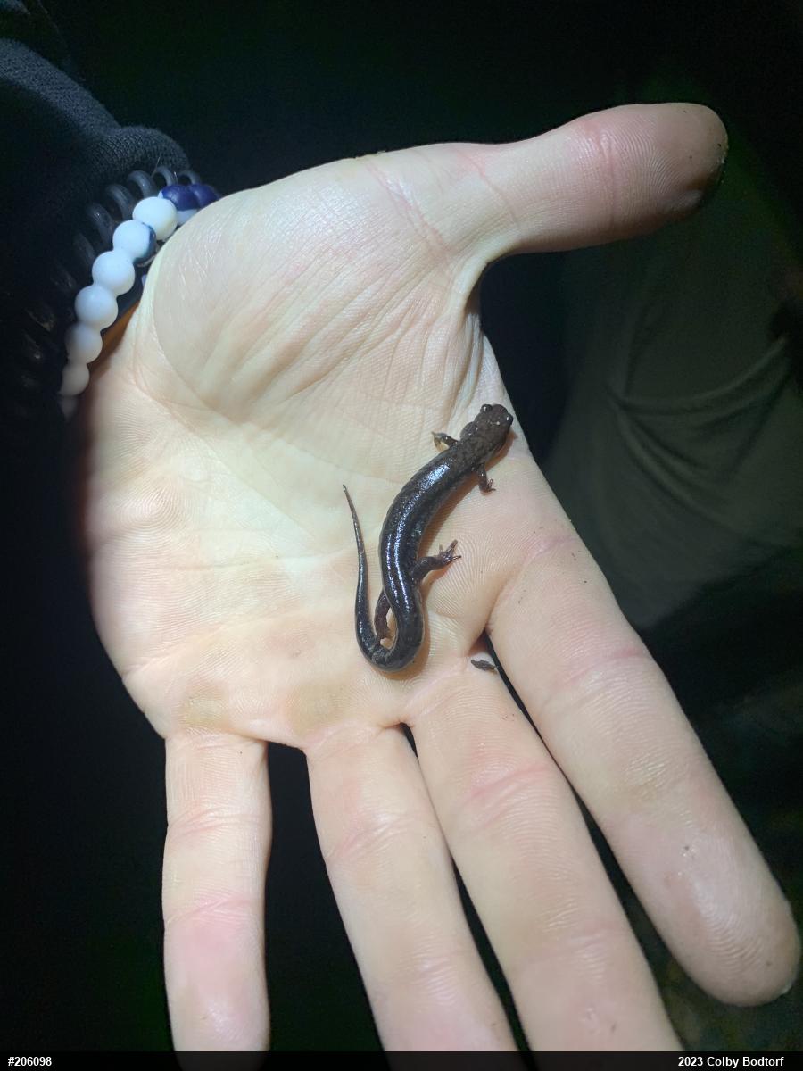Allegheny Mountain Dusky Salamander
