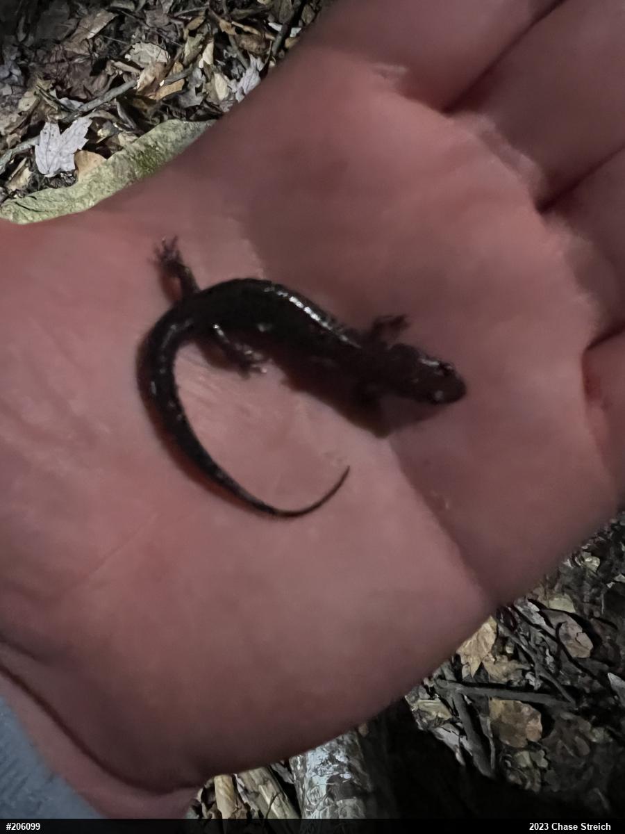 Allegheny Mountain Dusky Salamander