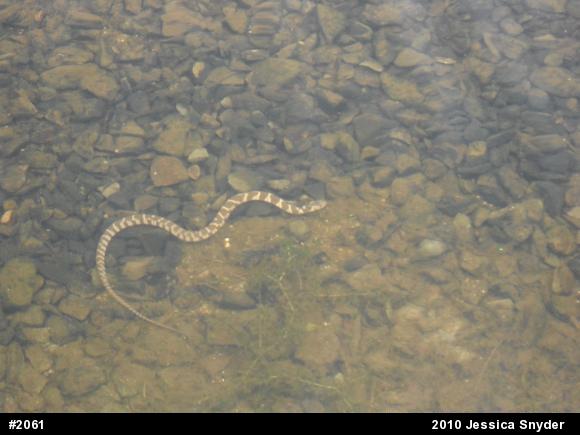Northern Watersnake