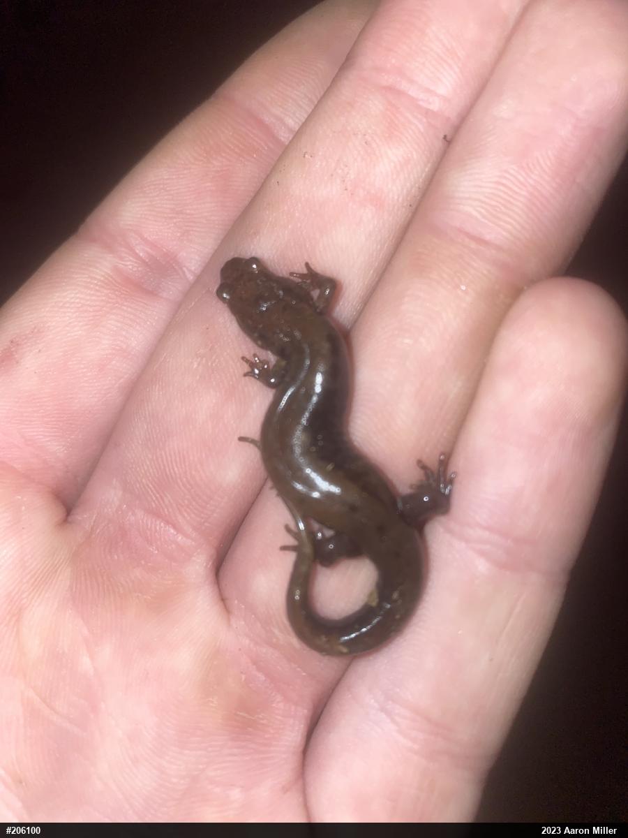 Allegheny Mountain Dusky Salamander