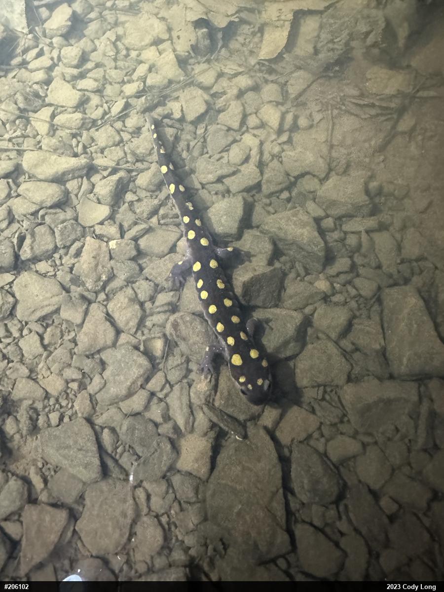 Spotted Salamander
