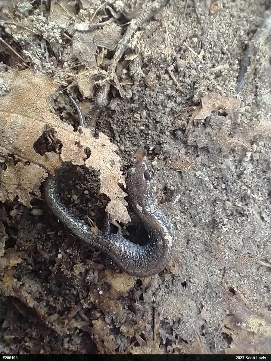 Eastern Red-backed  Salamander