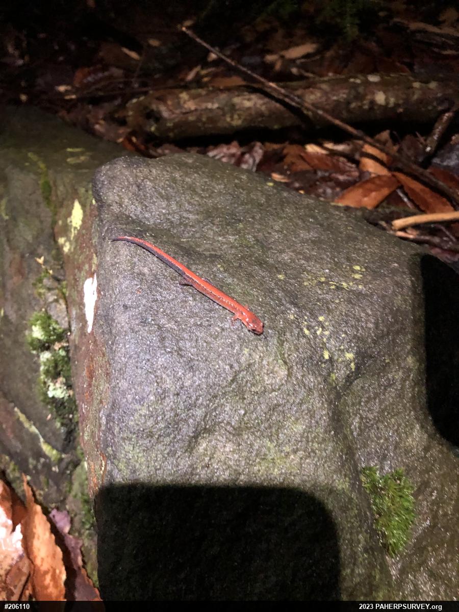 Eastern Red-backed  Salamander