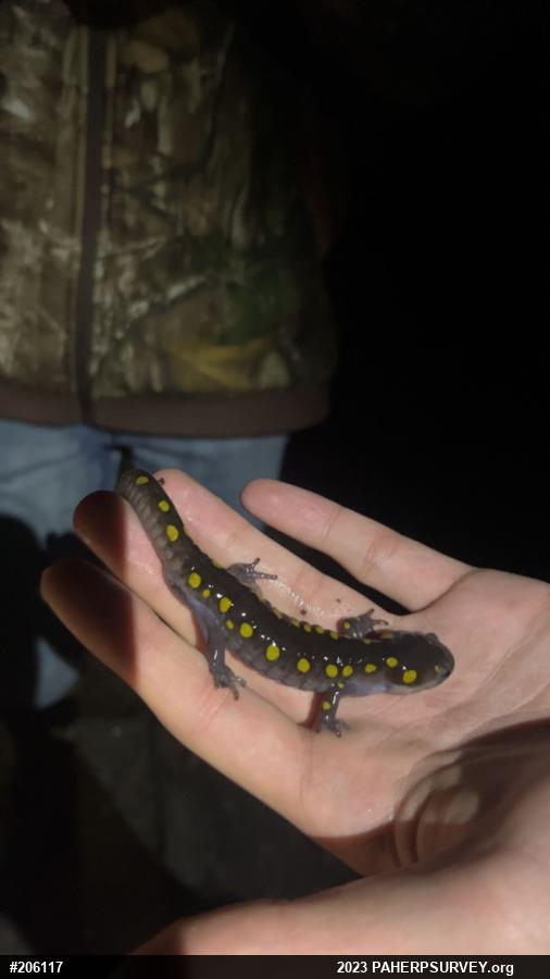 Spotted Salamander