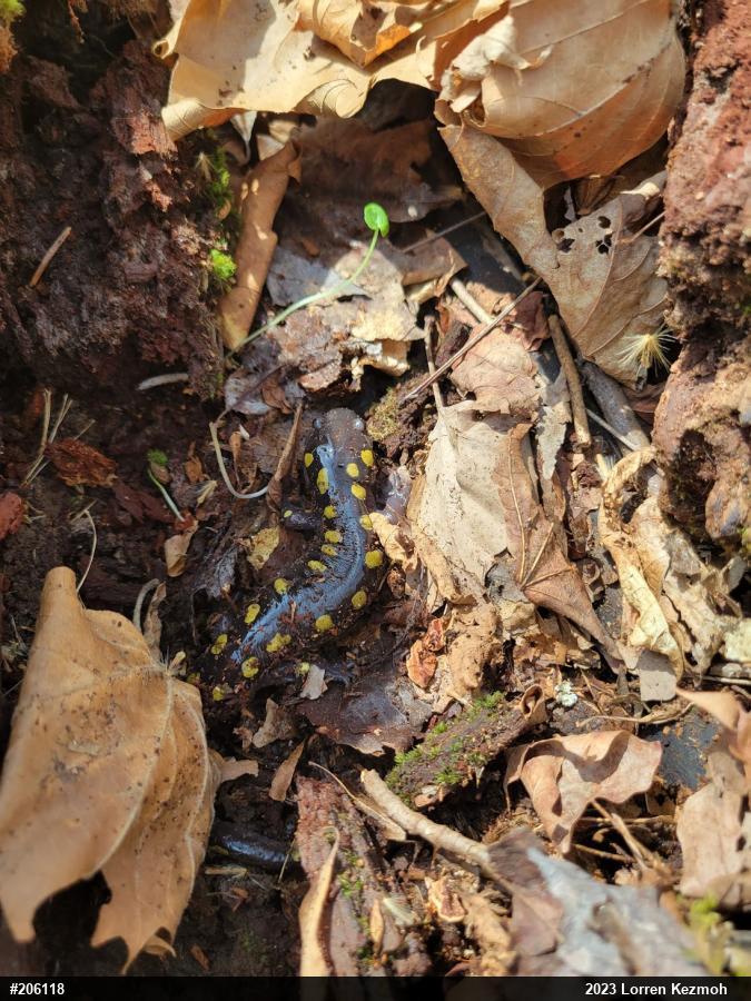 Spotted Salamander