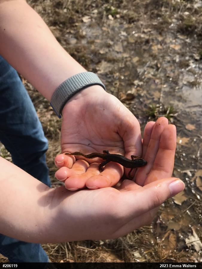 Red-spotted Newt