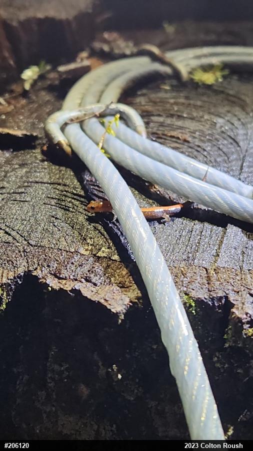Eastern Red-backed  Salamander