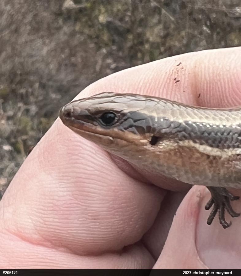 Northern Coal Skink