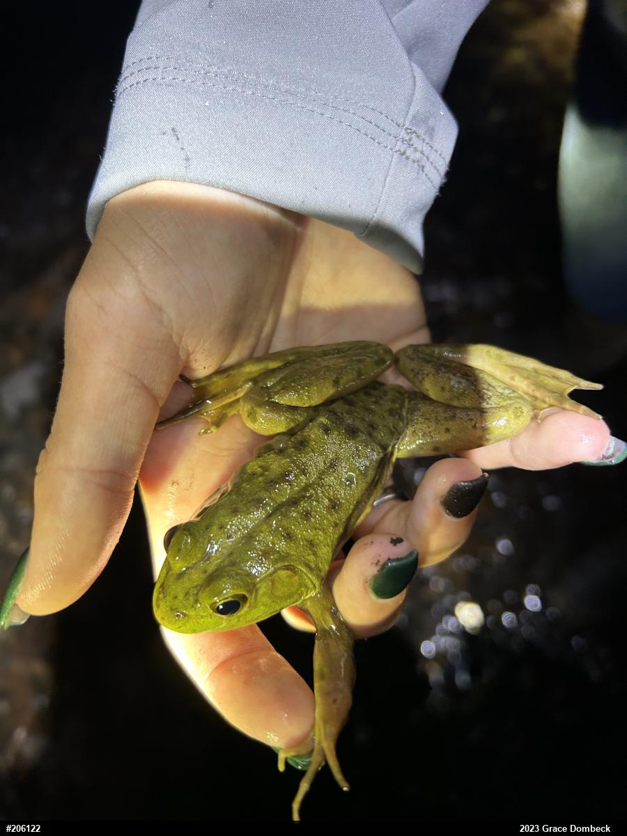 American Bullfrog
