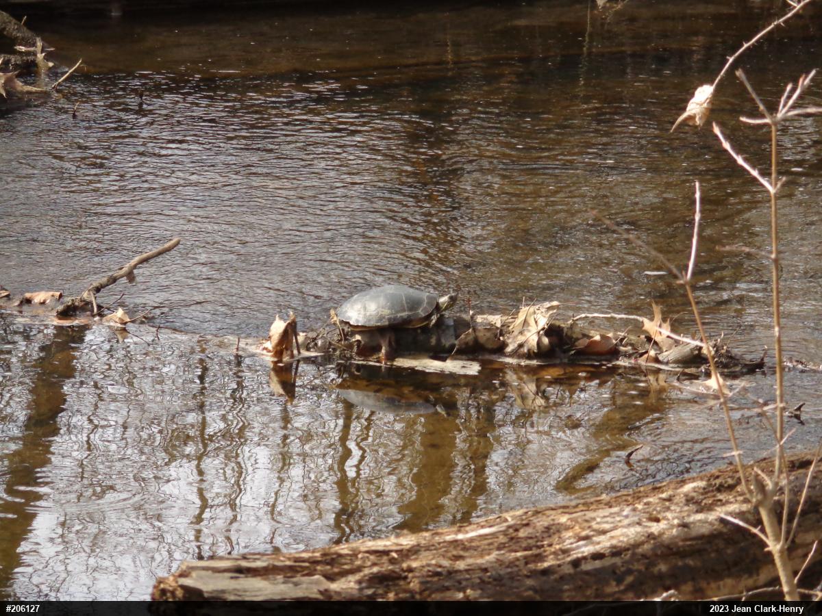 Midland Painted Turtle