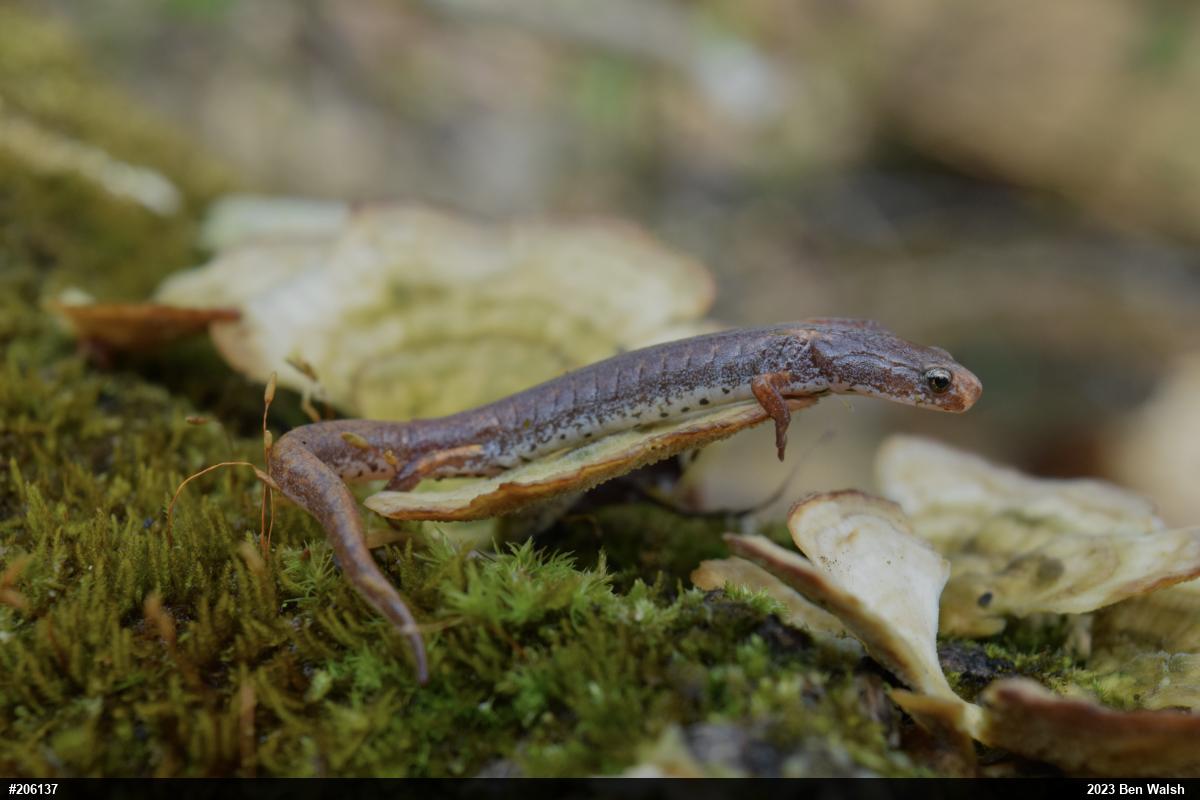 Four-toed Salamander