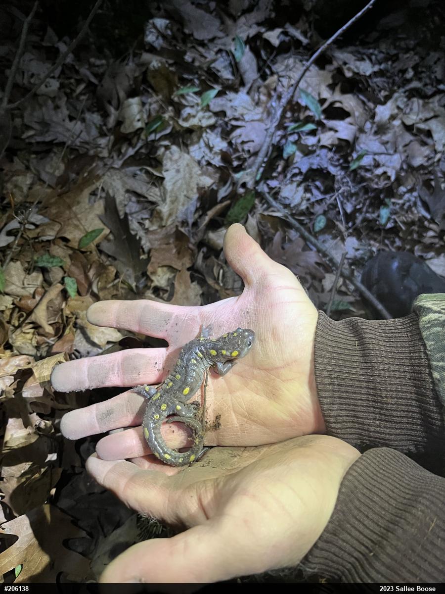 Spotted Salamander