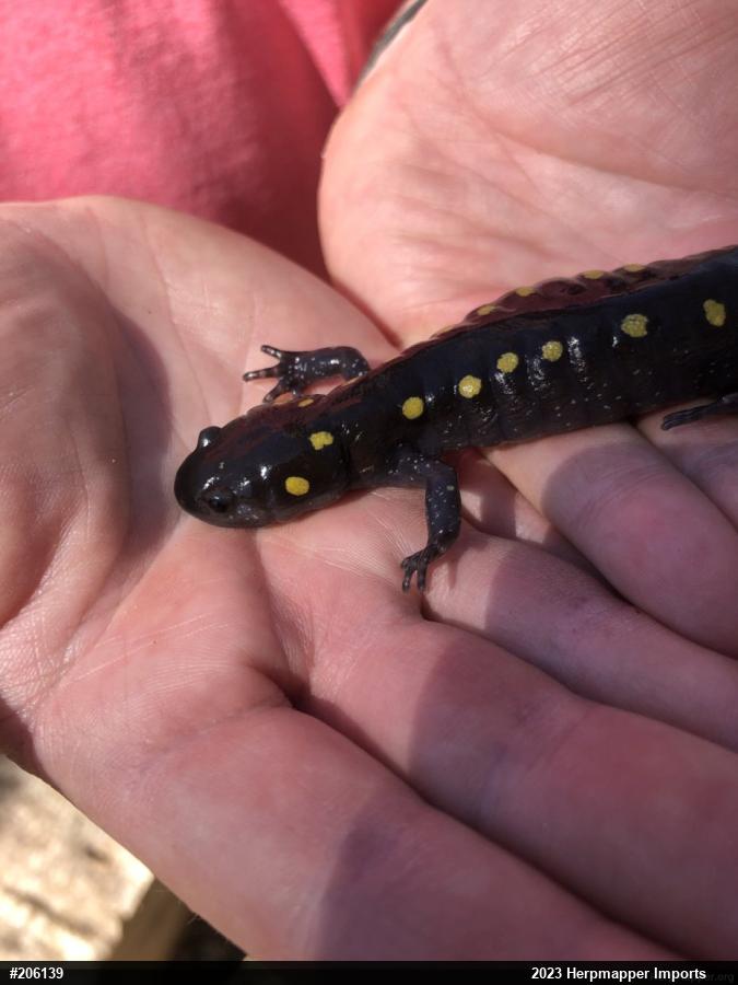 Spotted Salamander