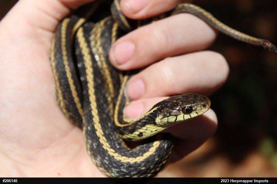 Eastern Gartersnake