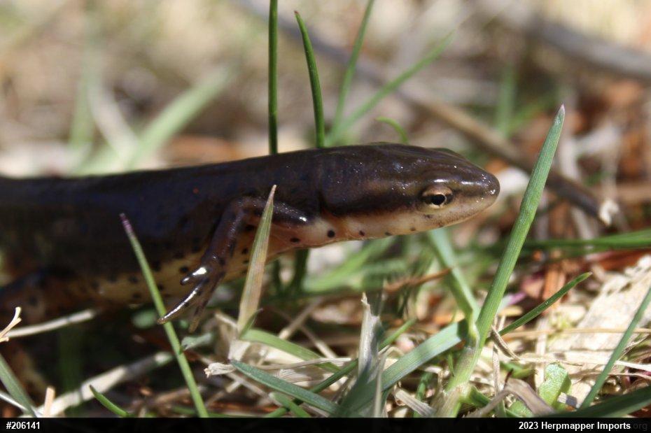 Red-spotted Newt