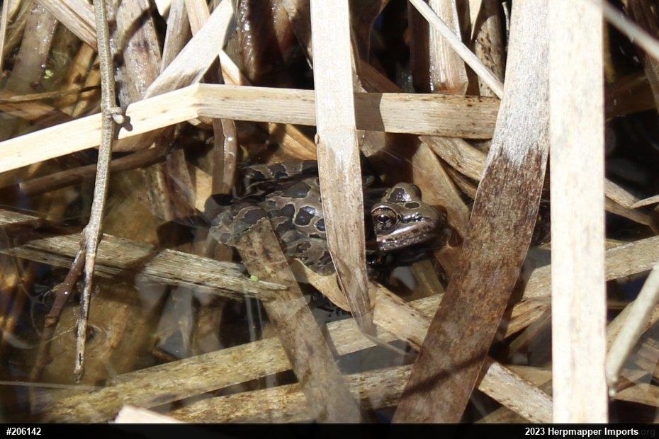 Pickerel Frog