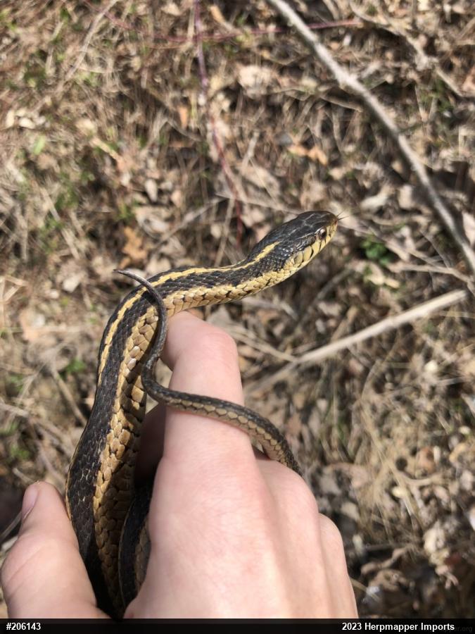 Eastern Gartersnake