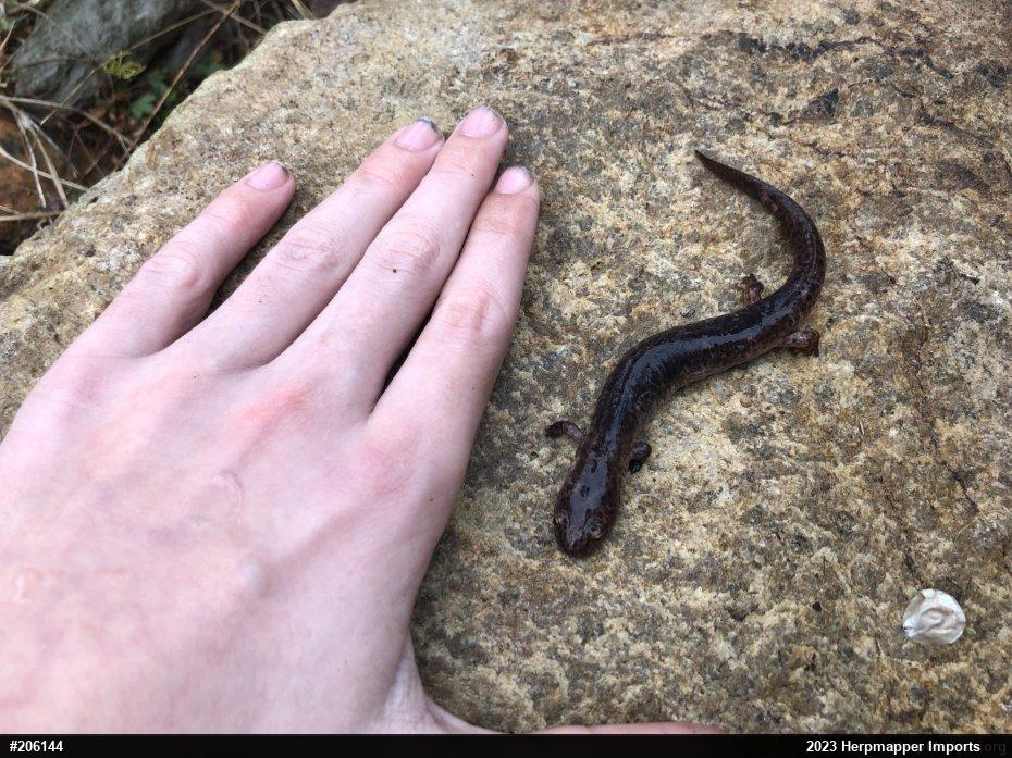 Northern Red Salamander